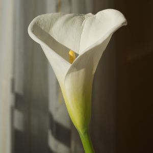 wkl 04 Wilhelm Kleinoder   Calla am Fenster